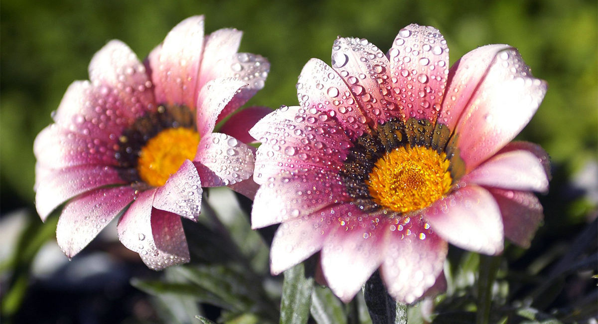 Flowers-with-turf-artificial-grass