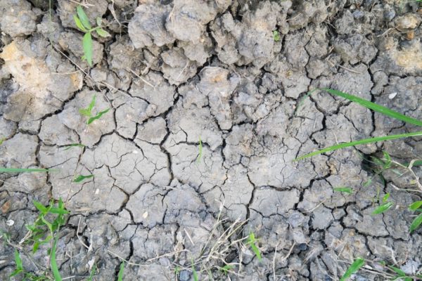 How to Install Artificial Grass on Dirt - Artificial Grass Liquidators