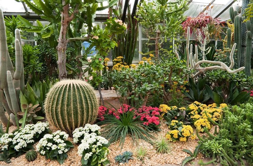 drought landscaping ideas